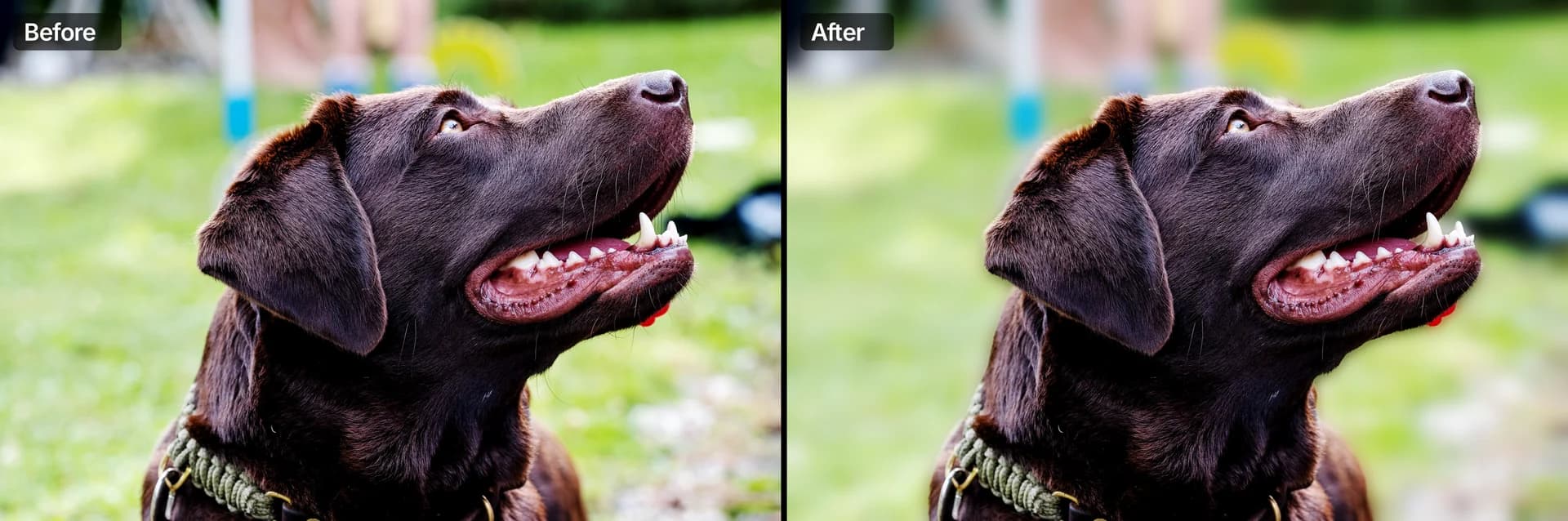 Before and after: the labrador photo, then the same photo with the background blurred and the dog sharp