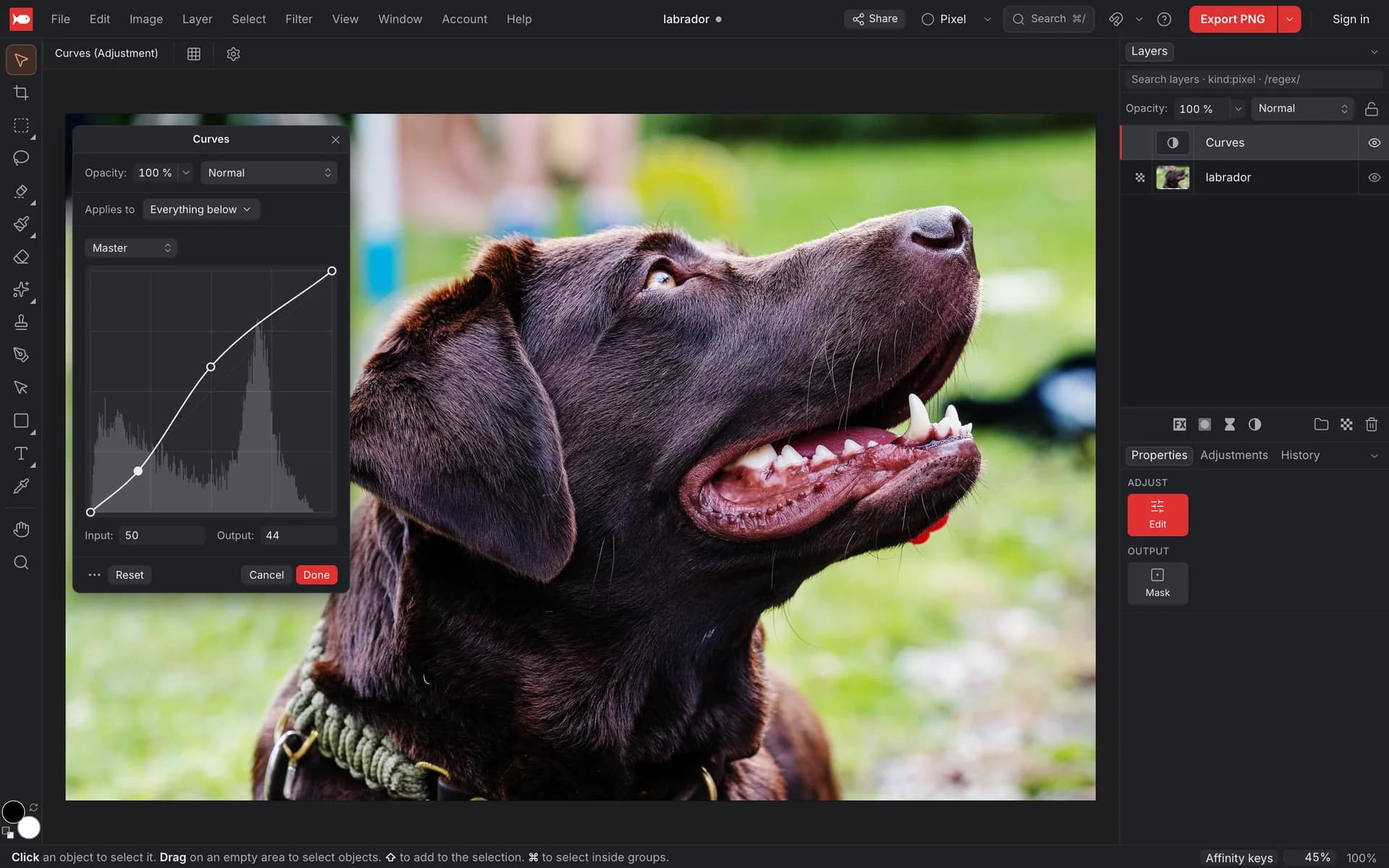 The Curves window over a photo of a labrador: a curve with two points that lifts the midtones, over a histogram, with the Curves adjustment layer above the photo in the Layers panel