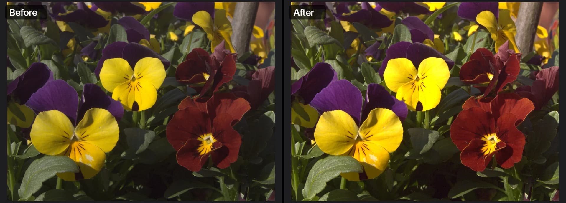 Before and after: a RAW photo of pansies, flat as decoded on the left, with warmer light, more contrast and recovered highlights on the right