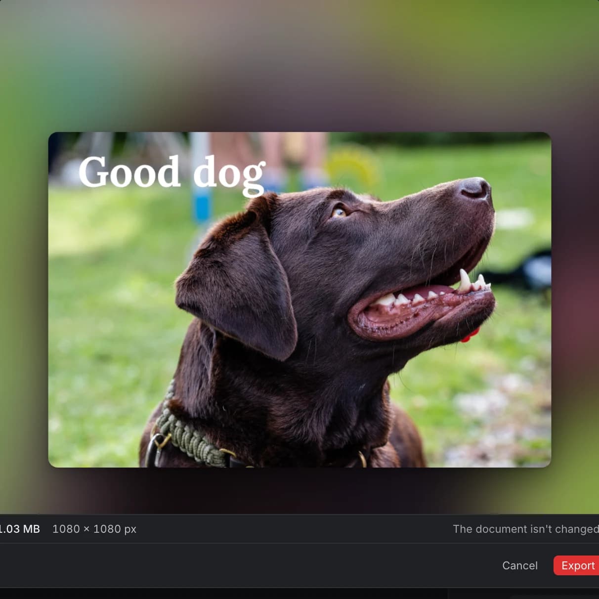 The labrador photo on a square canvas whose background is a blurred, darkened copy of the photo itself