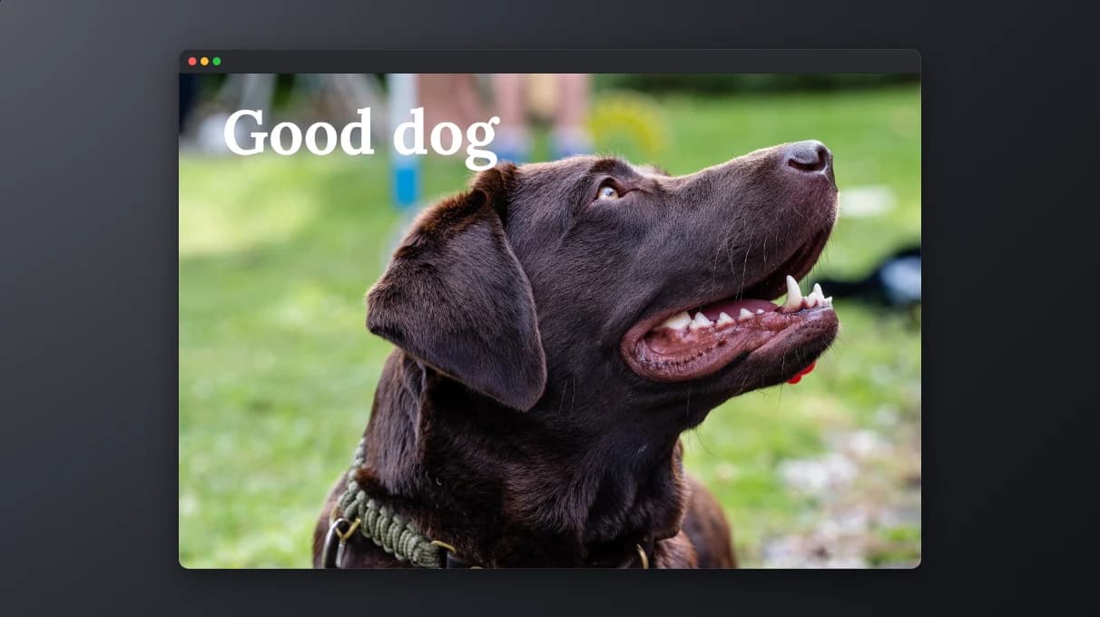 A photo of a labrador in a dark macOS window frame with red, yellow and green buttons, on a dark graphite gradient with a soft shadow