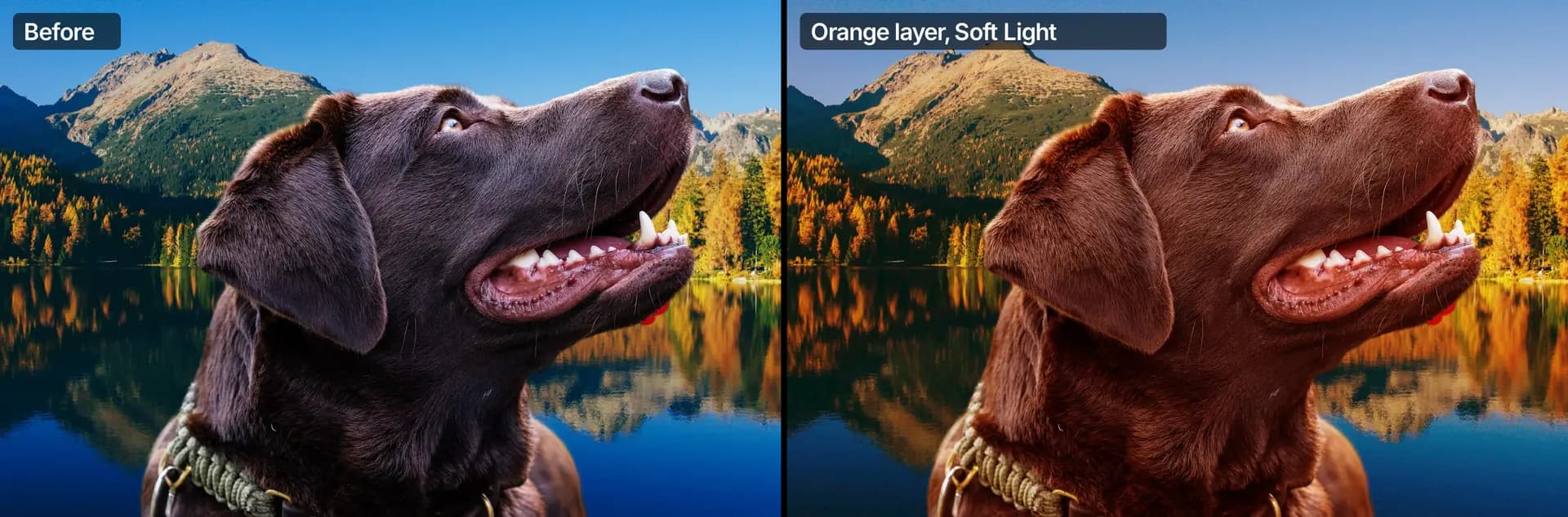 Before and after: the dog-and-lake composite, then the same image with a warmer, golden look from an orange layer in Soft Light mode