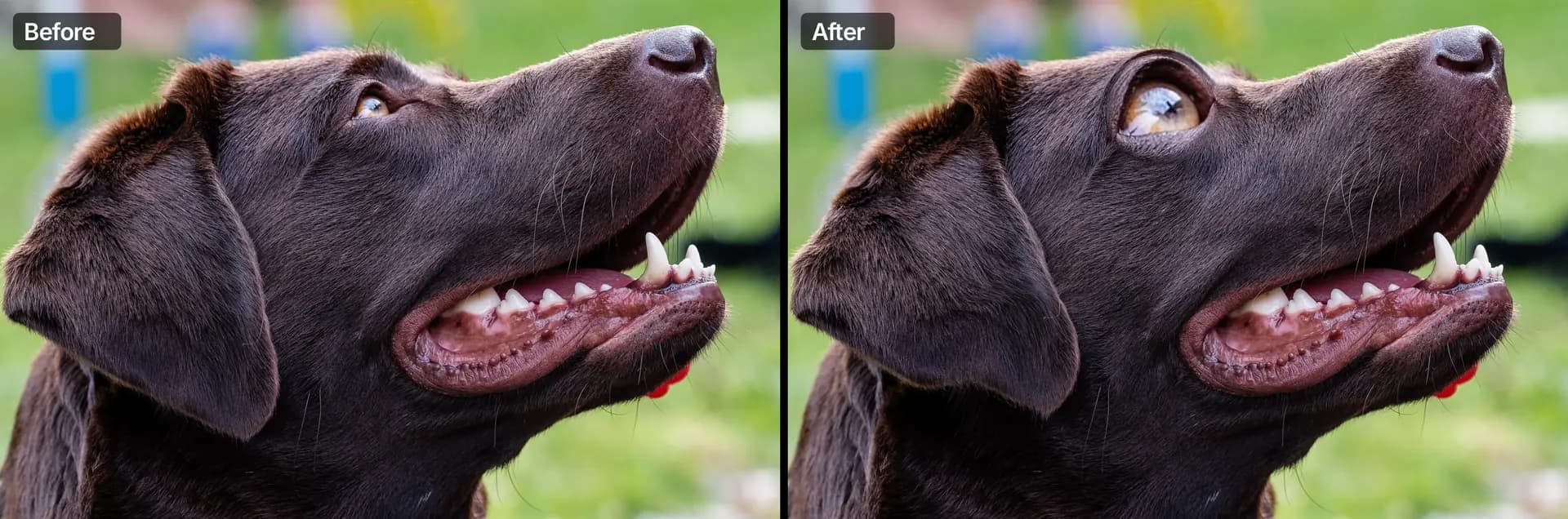 Before and after: a labrador's eye is enlarged with the Bloat tool in Liquify