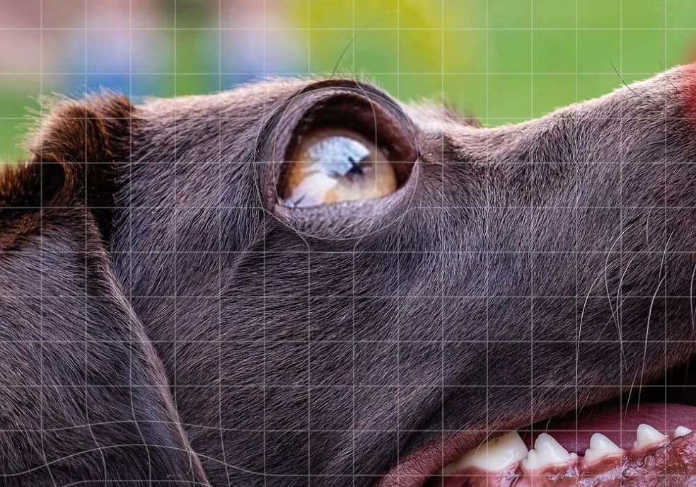 A close-up of the labrador's head with a grey grid over it; the grid bulges around the enlarged eye