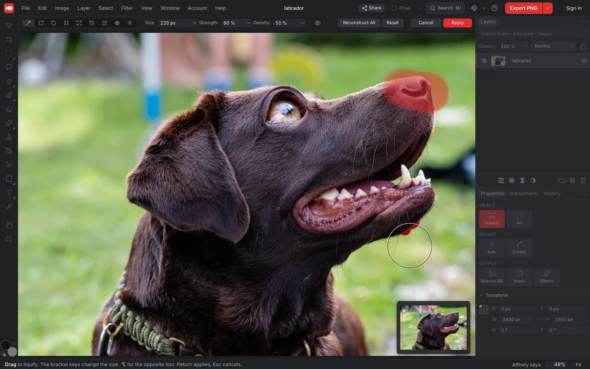 The koi.photo editor in Liquify: Liquify tools and brush settings in the context toolbar, Reconstruct All, Reset, Cancel and Apply on the right, the nose of the dog tinted red by the freeze mask