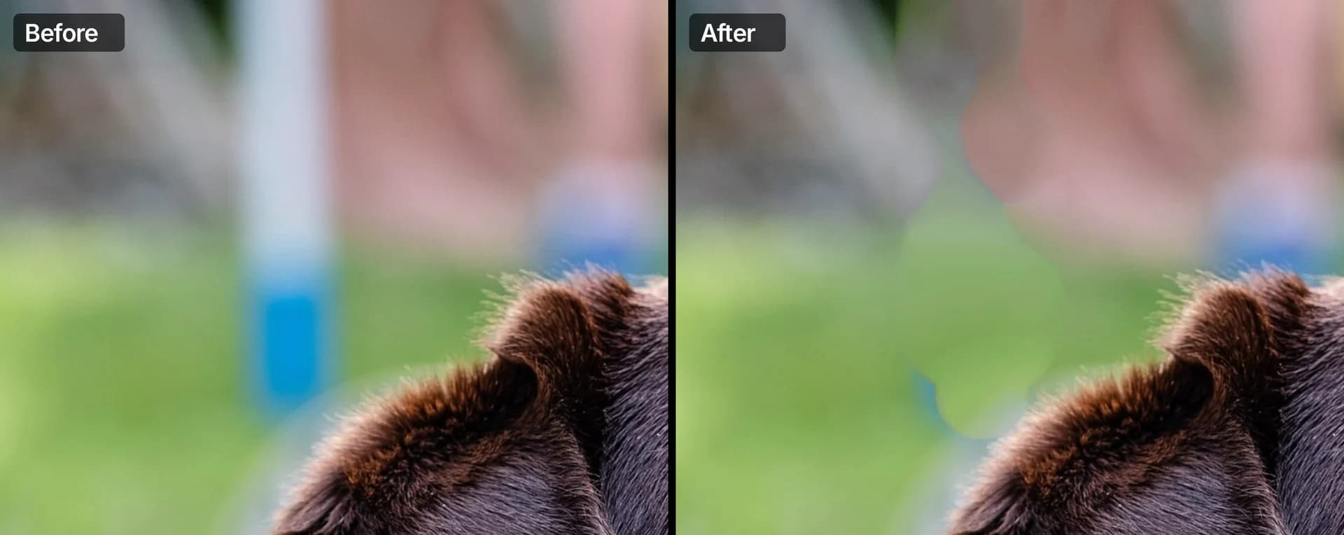 Before and after: a blue and white pole in the blurred background behind a labrador is gone after two strokes with the Remove tool