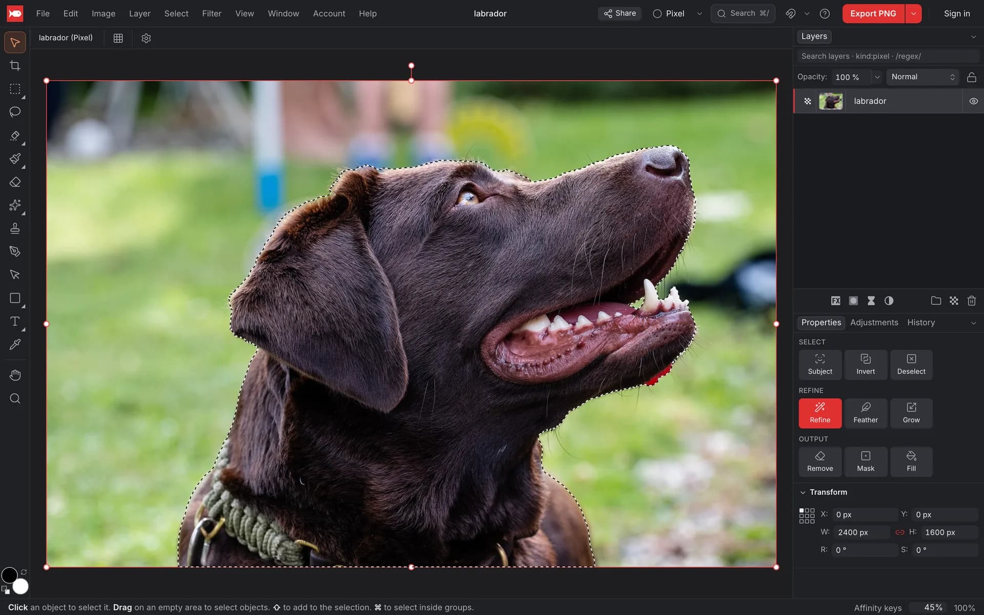 The labrador photo with a dotted selection outline traced around the dog