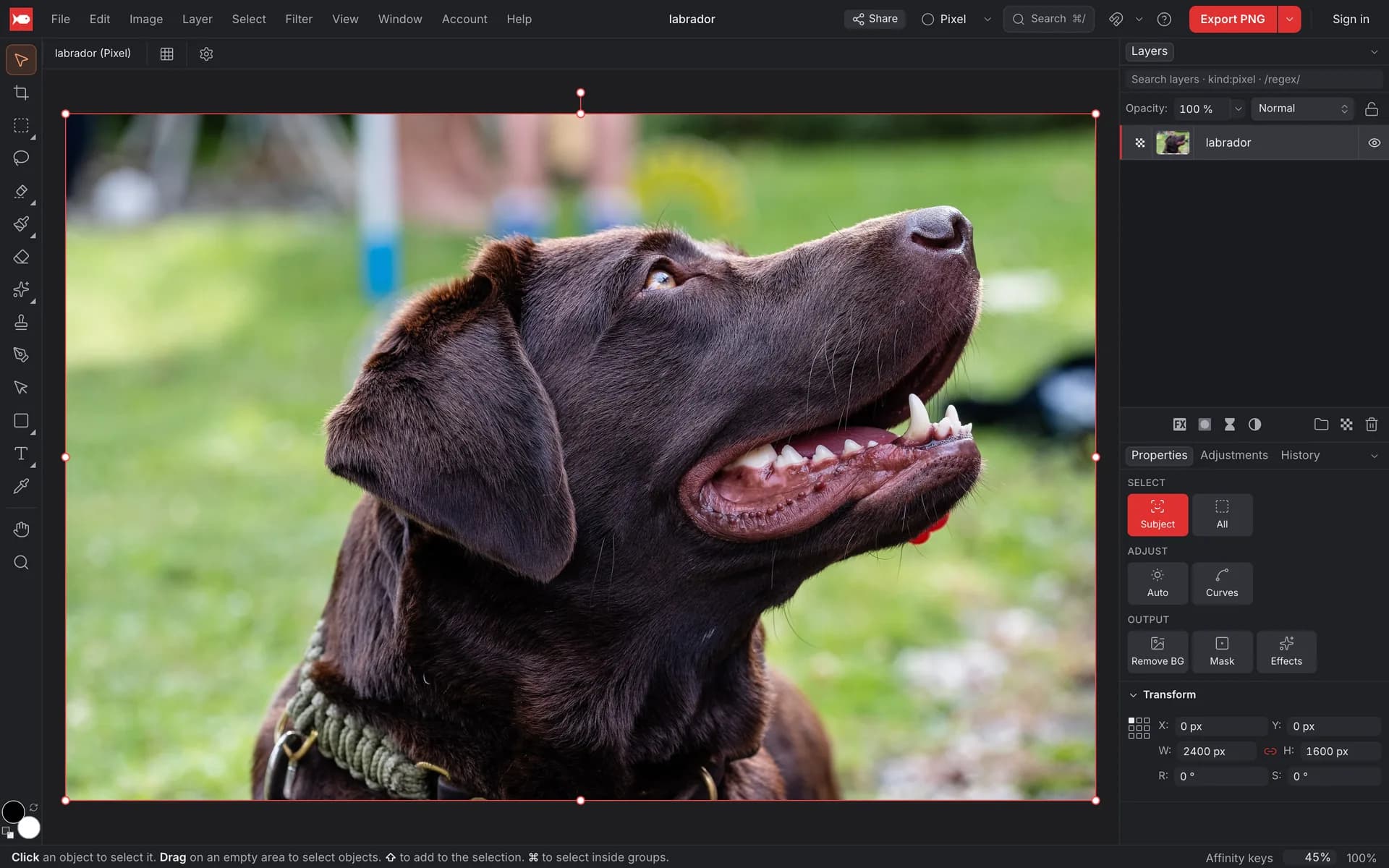 The koi.photo editor with a photo of a labrador open, tools on the left and the Layers and Properties panels on the right